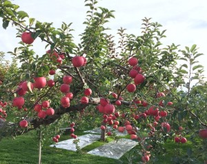 太田観光りんご園さんのリンゴ