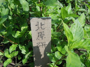 弘前大学付属千年農場に植えていた藍（2009年）