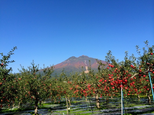 岩木山麓に広がるリンゴ園