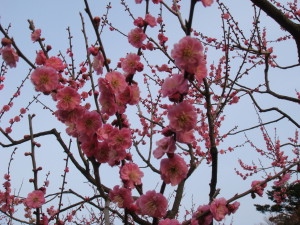 弘前公園の桃色の梅