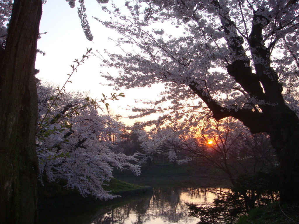 昇る朝日と弘前公園の桜