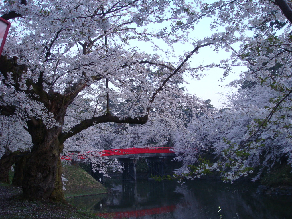 杉の大橋と桜（夜明け直後）
