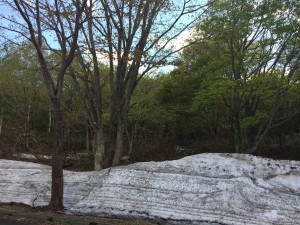 新緑と残雪が残る岩木山麓